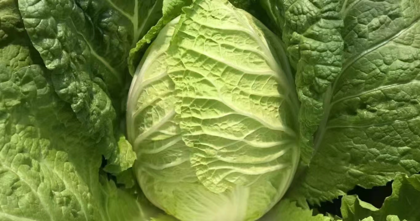 红菜苔与白菜苔外形对比