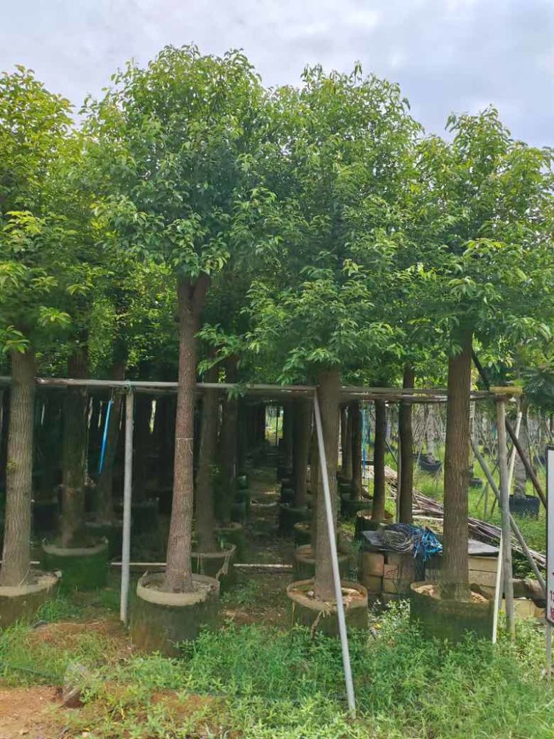 香樟光杠8-28分，低价出售