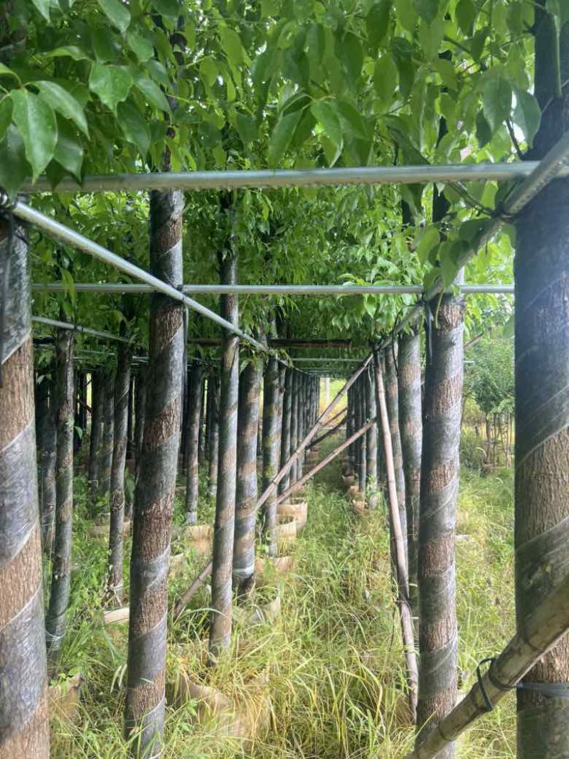 香樟光杠8-28分，低价出售
