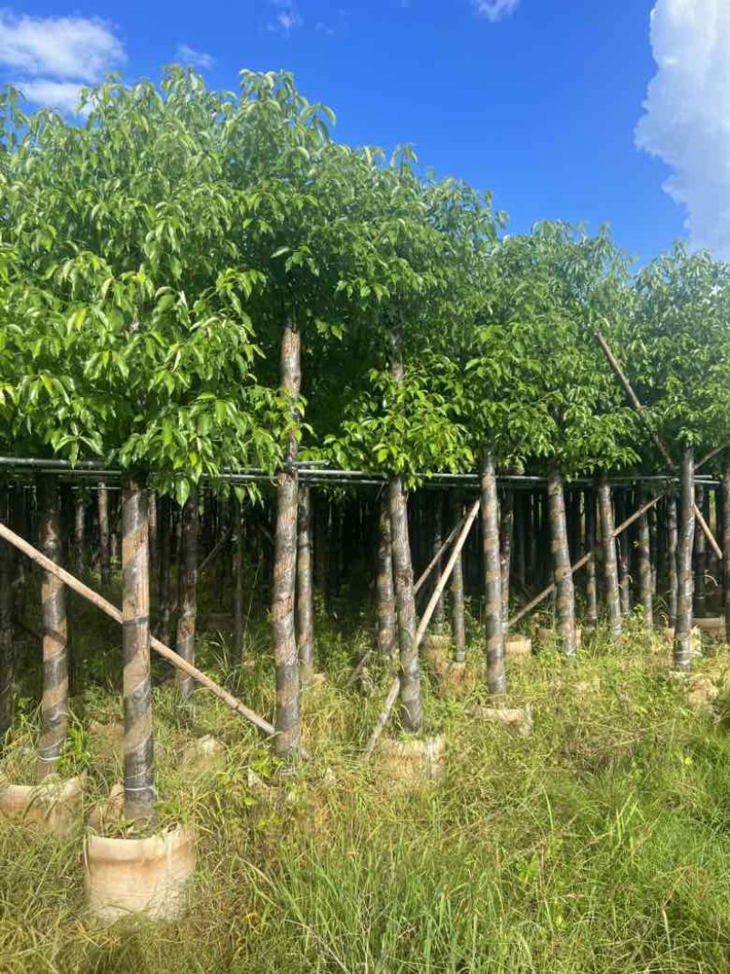 香樟光杠8-28分，低价出售