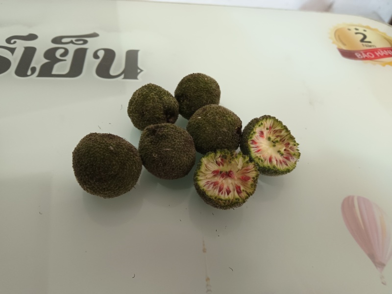 构树果鲜果