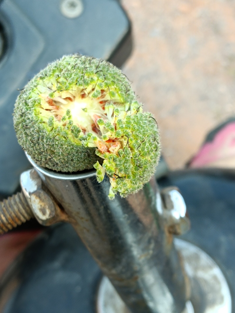构树果鲜果