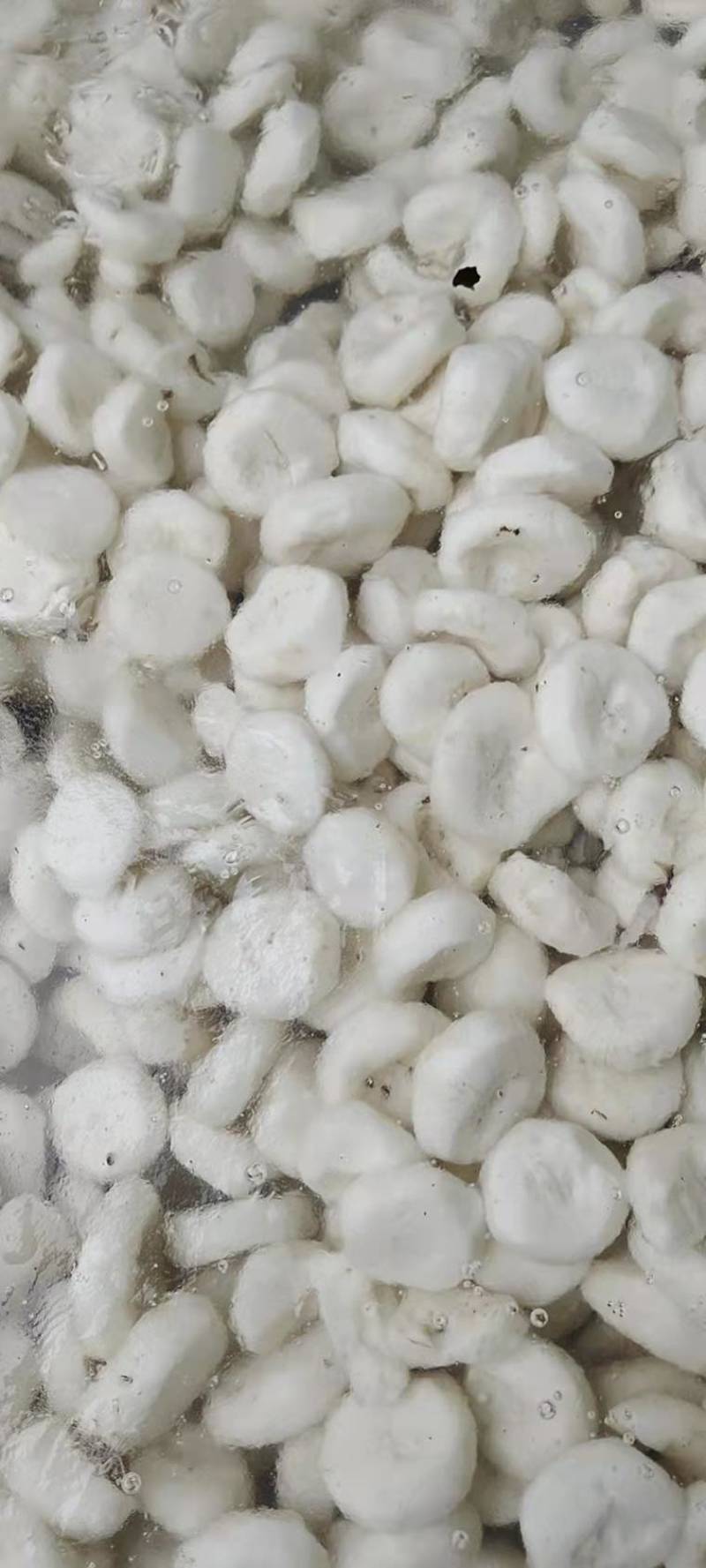 精品荸荠，削皮的精品
