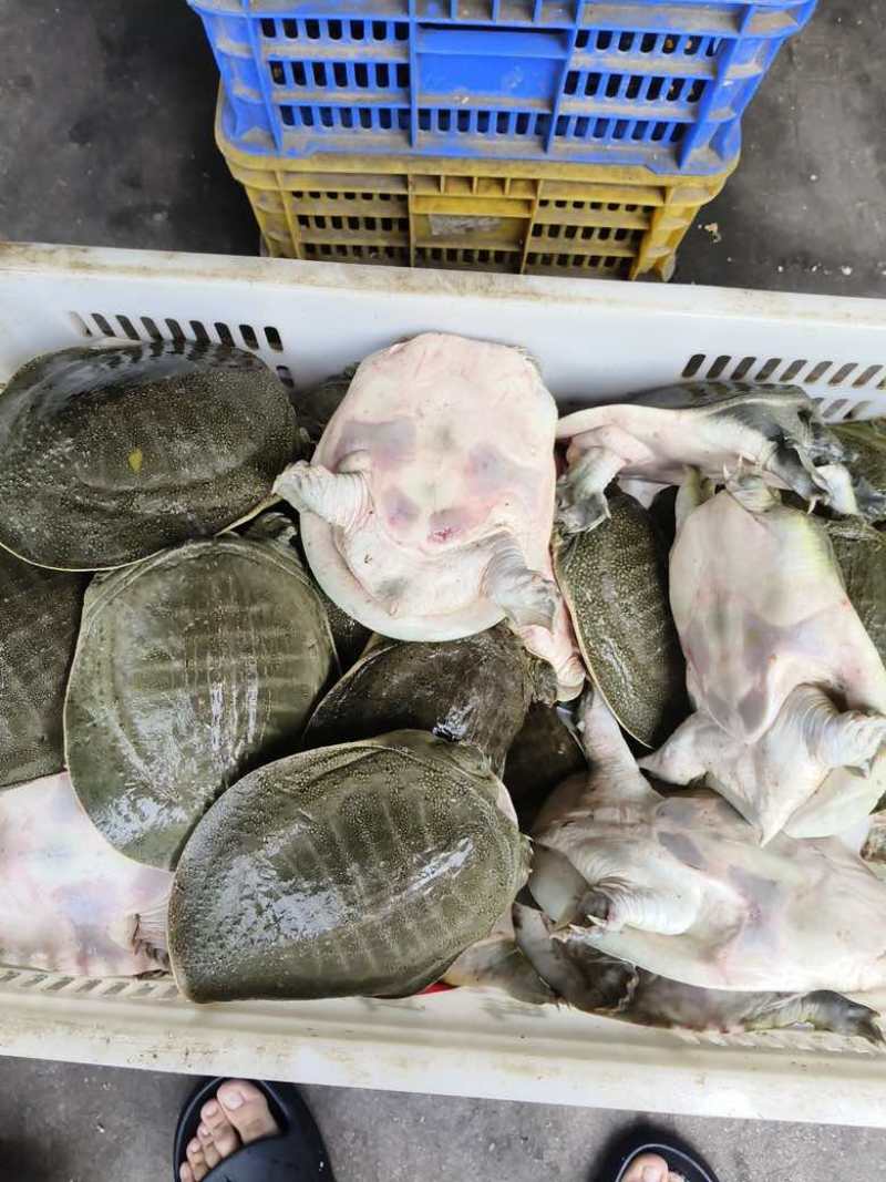 外塘青背白底甲鱼
