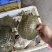外塘青背白底甲鱼