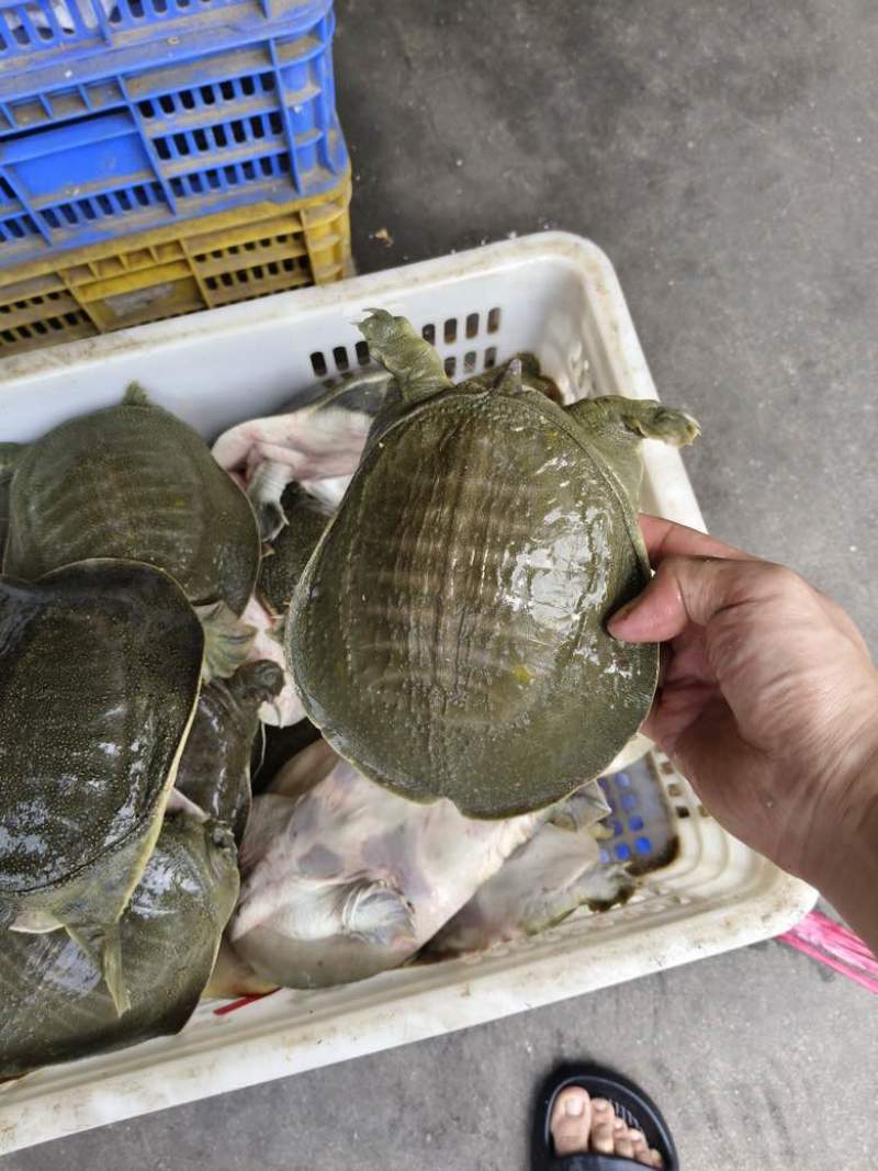 外塘青背白底甲鱼