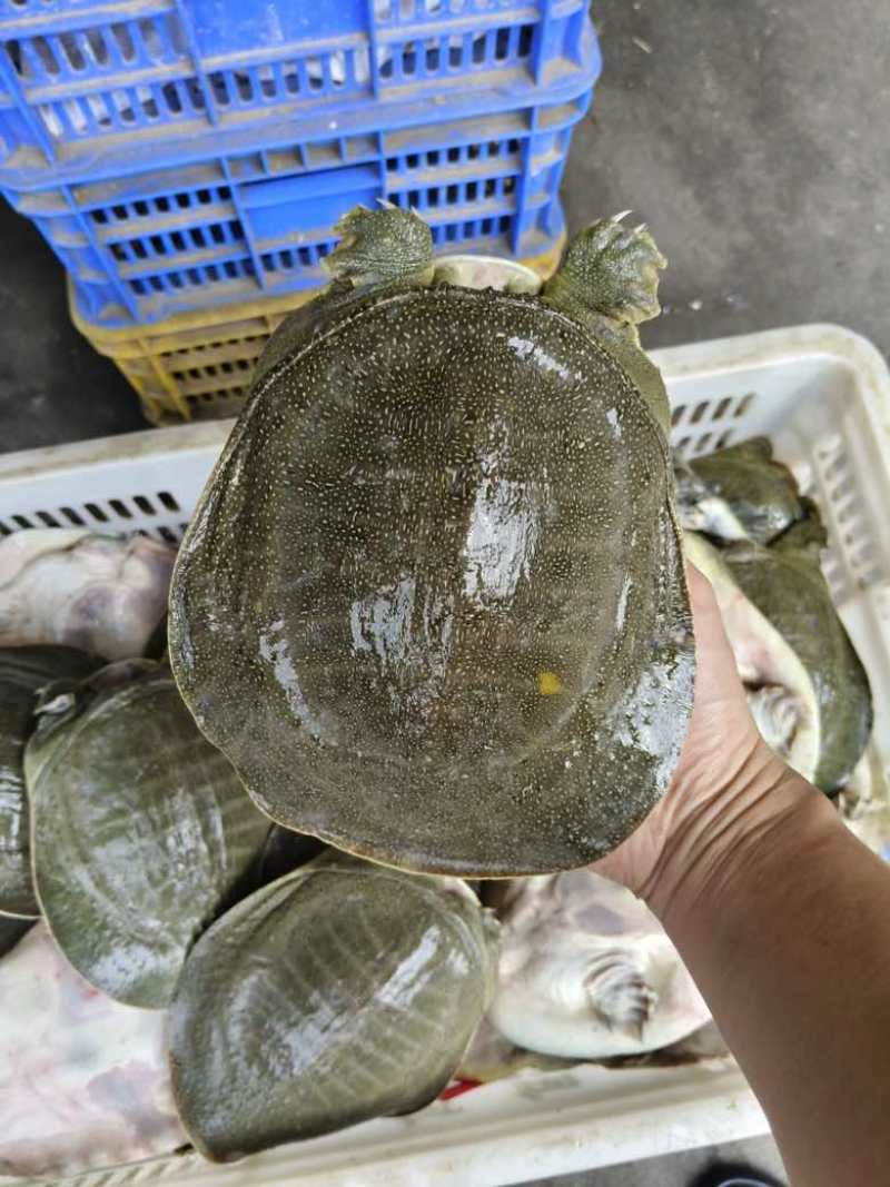 外塘青背白底甲鱼