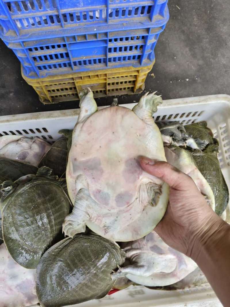 外塘青背白底甲鱼