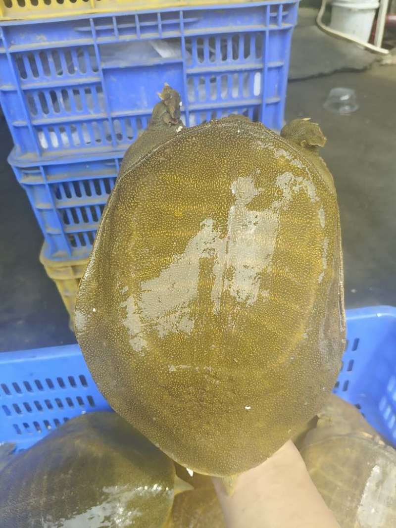 黄沙鳖，公甲鱼，各种年份，各种规格都有