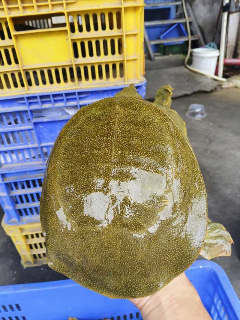 黄沙鳖，公甲鱼，各种年份，各种规格都有