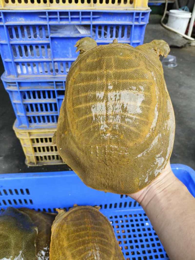黄沙鳖，公甲鱼，各种年份，各种规格都有