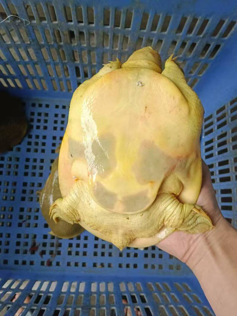 黄鱼，母甲鱼，黄沙鳖，黄背黄底，鲜活生态甲鱼，老鳖