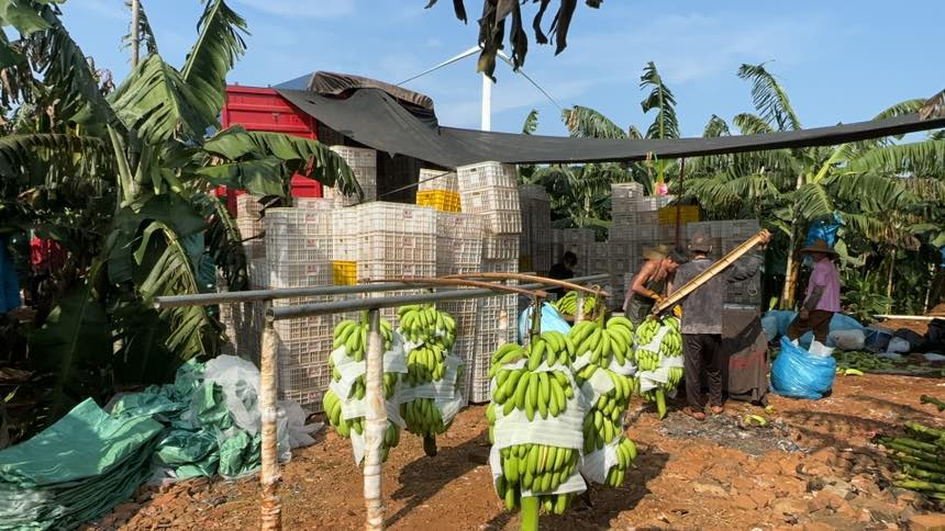 香蕉采收与分级包装现场