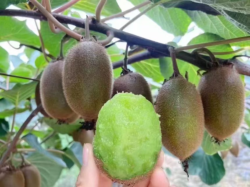 成熟猕猴桃特写