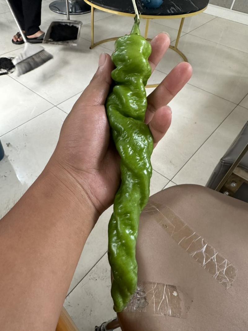 螺丝椒大棚露天都有需要联系我专业代办