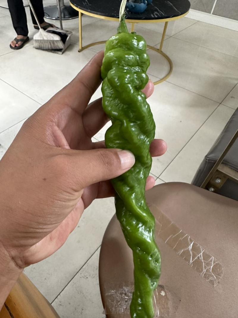螺丝椒大棚露天都有需要联系我专业代办