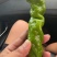 螺丝椒大棚露天都有需要联系我专业代办