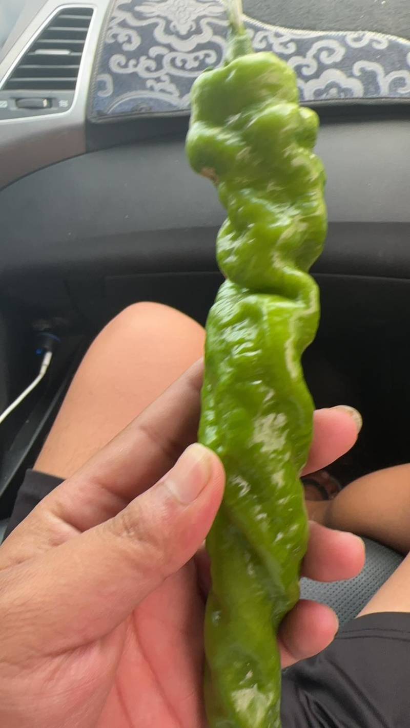 螺丝椒大棚露天都有需要联系我专业代办