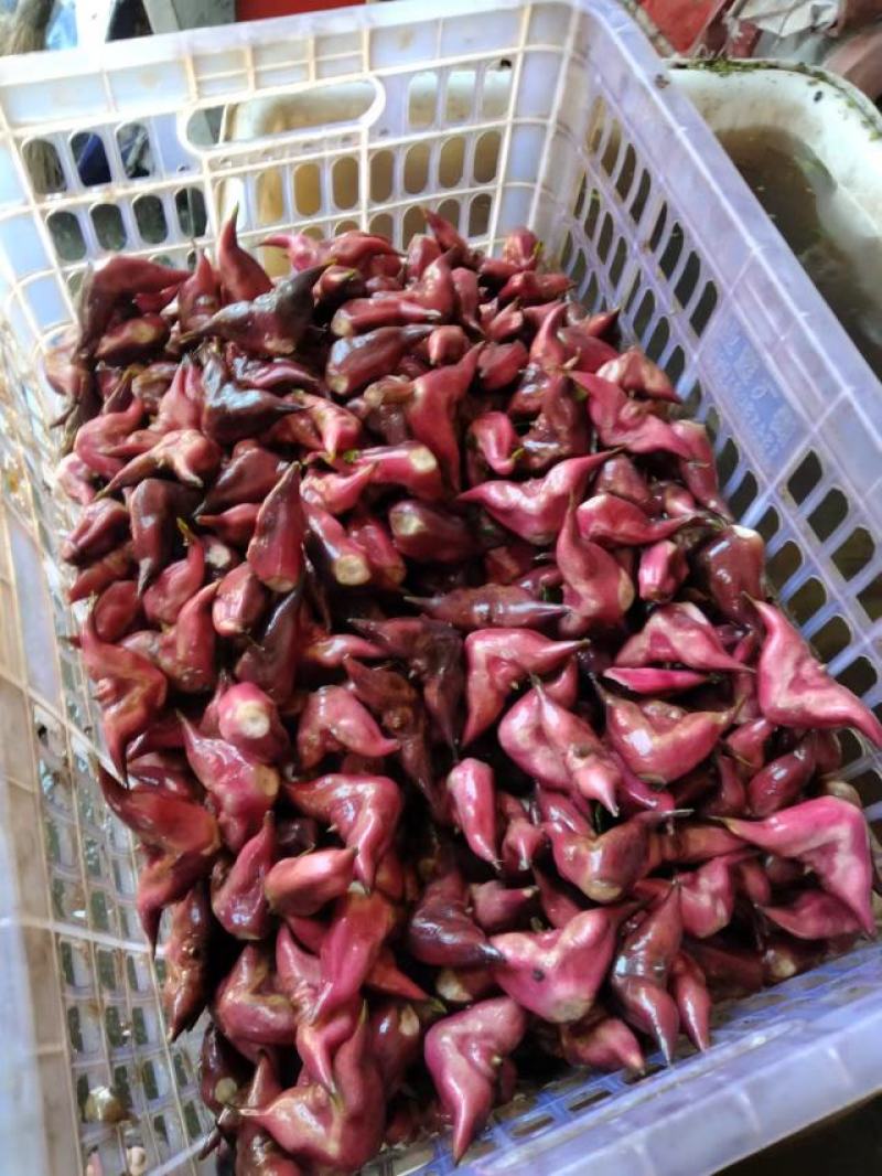青菱角、红菱角