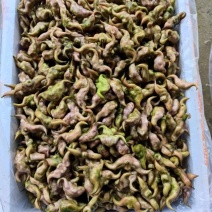 青菱角、红菱角