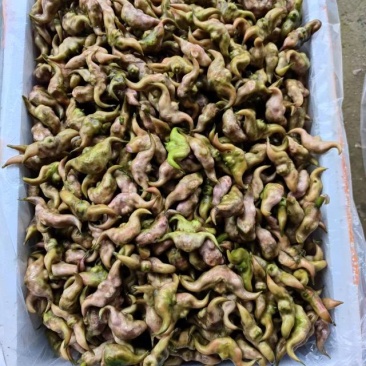 青菱角、红菱角