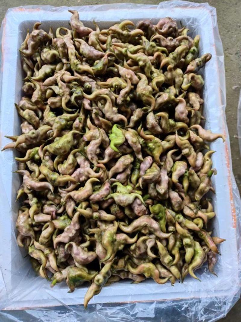 青菱角、红菱角