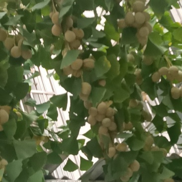 鲜银杏果（白菓）