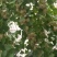鲜银杏果（白菓）