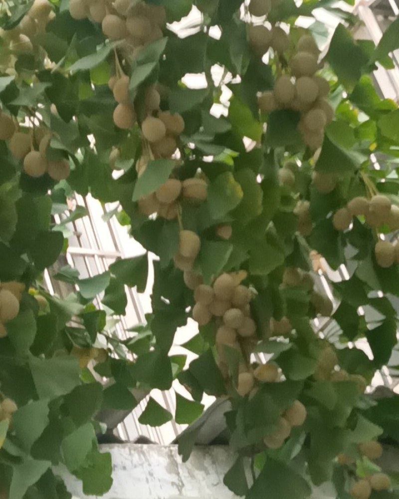 鲜银杏果（白菓）