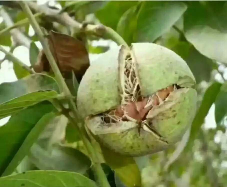 核桃成熟果实特写