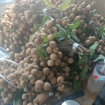 泸州龙眼，石颊，蜀良，