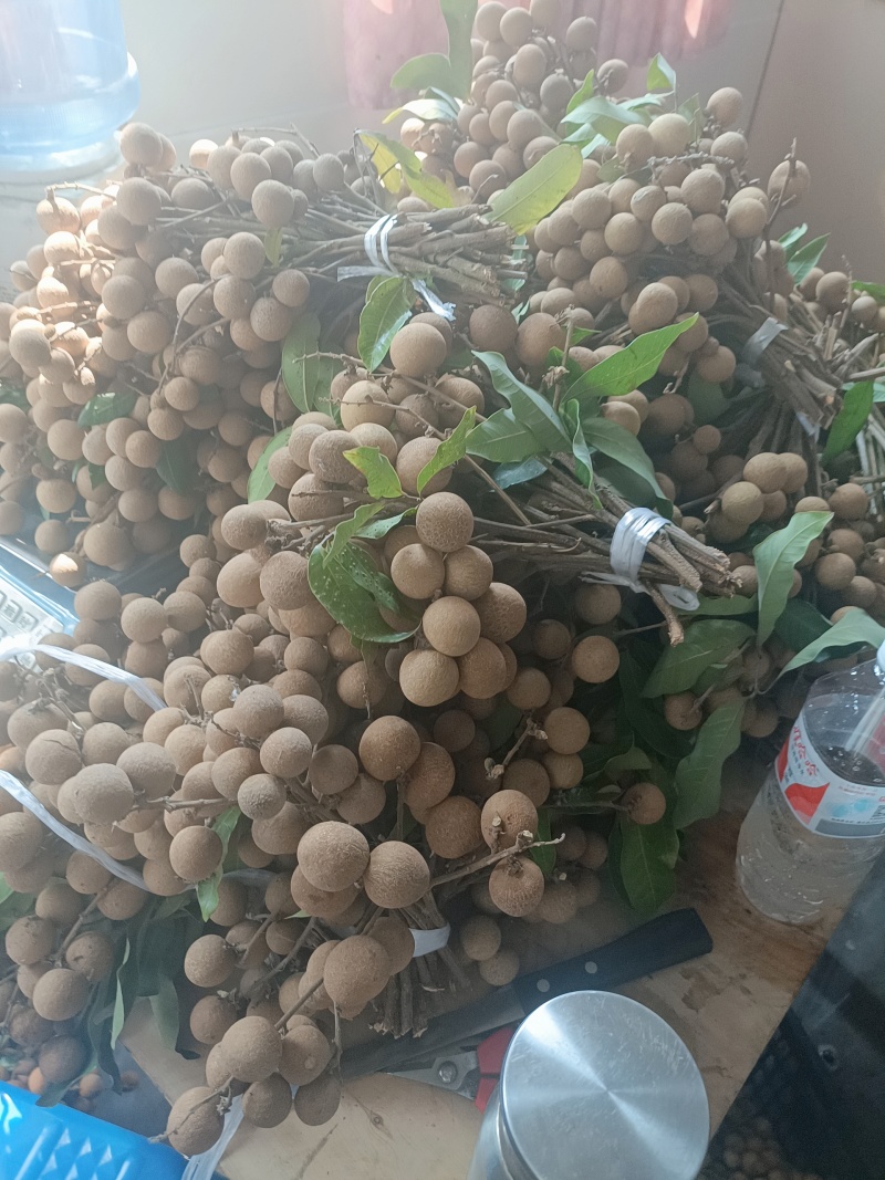 泸州龙眼，石颊，蜀良，
