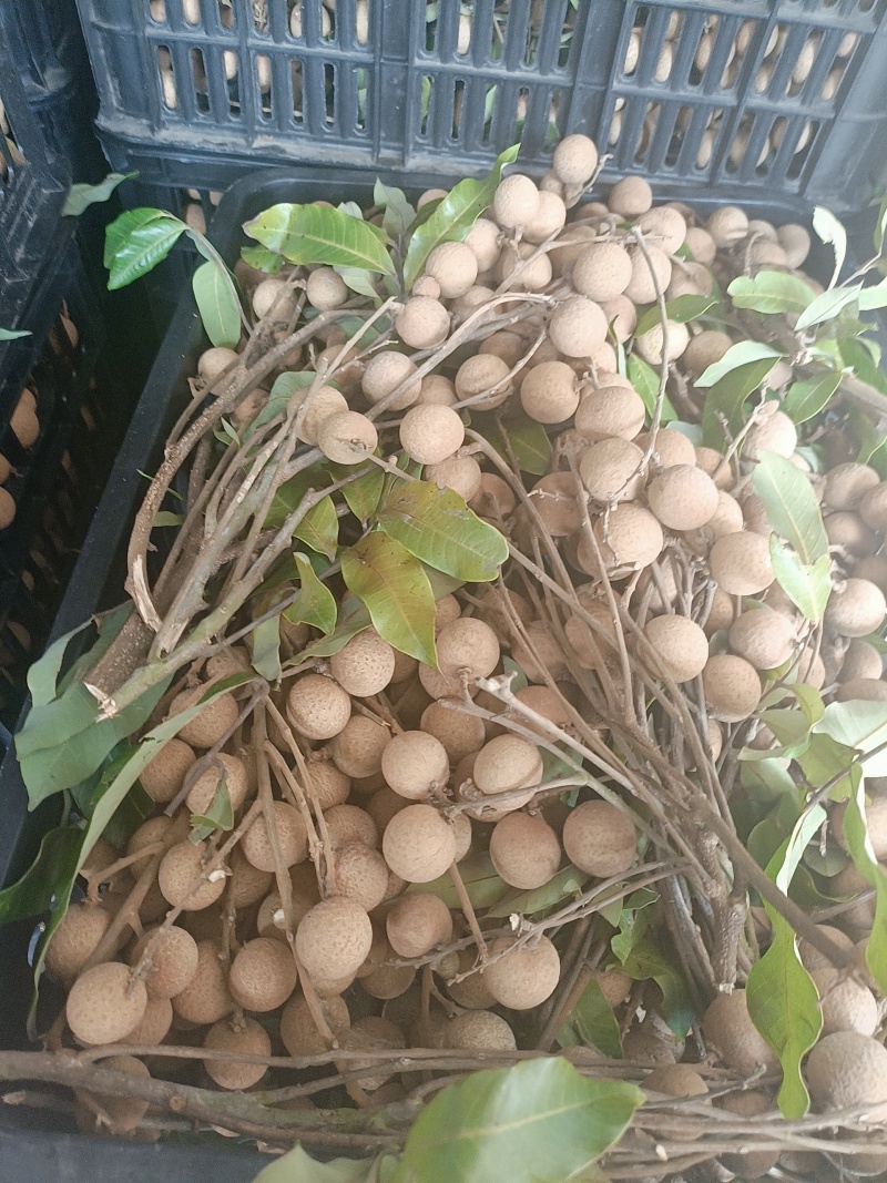 泸州龙眼，石颊，蜀良，