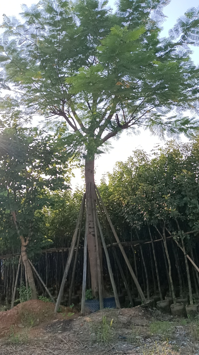 凤凰木