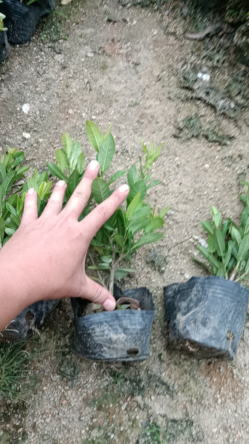 小叶龙船花市政货，地被苗