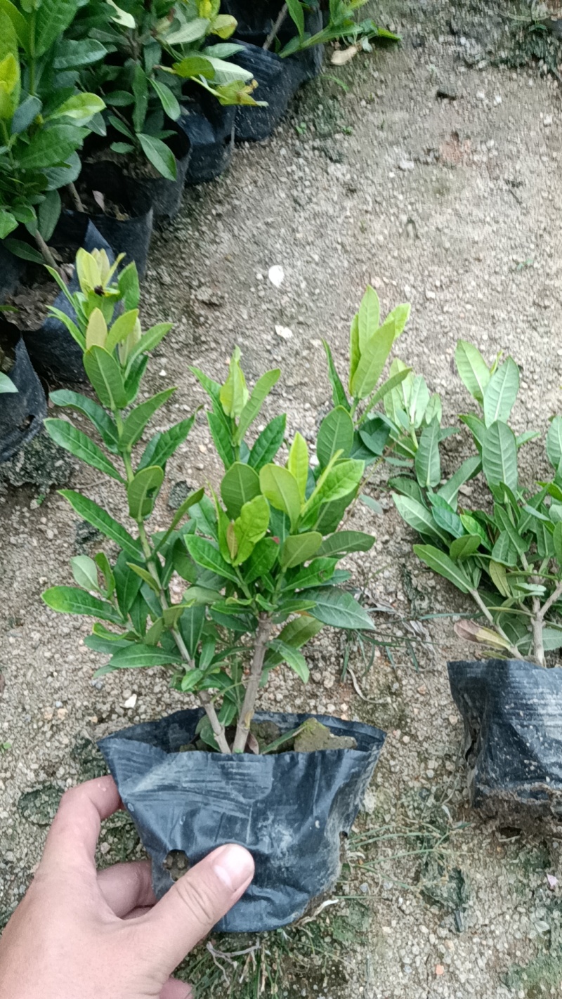小叶龙船花市政货，地被苗