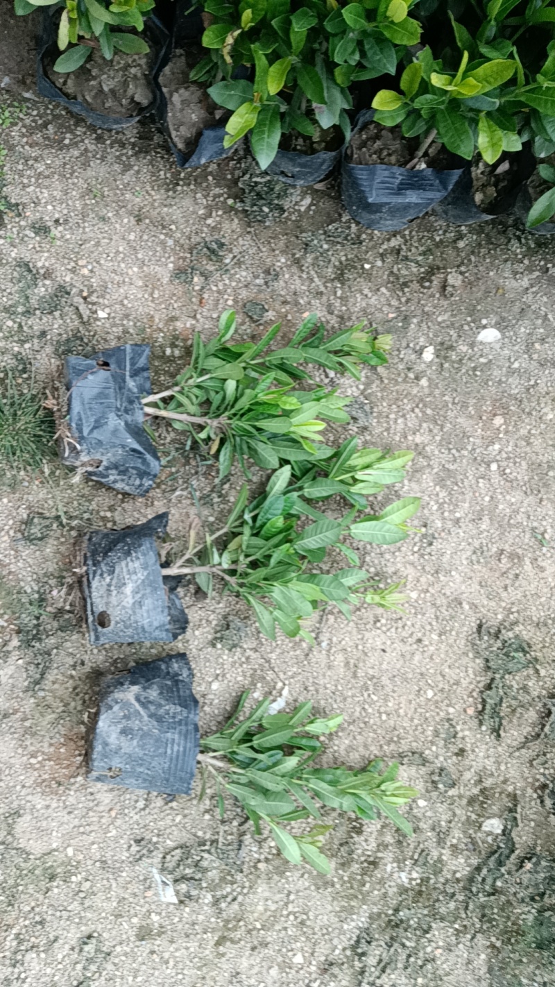 小叶龙船花市政货，地被苗
