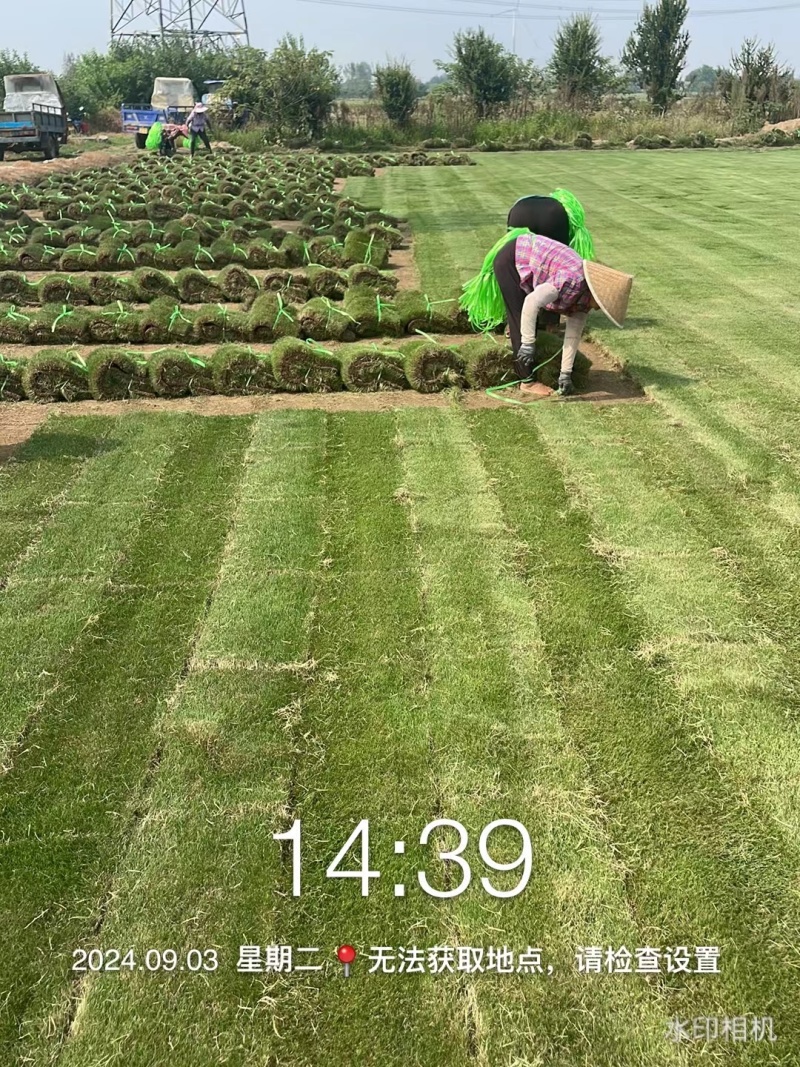 马尼拉草皮