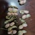鲜花生