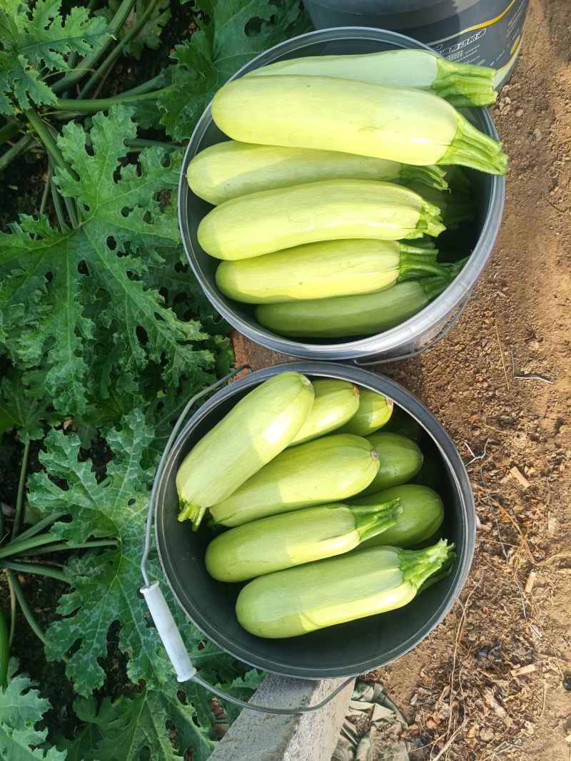 秋季西葫芦大量上市