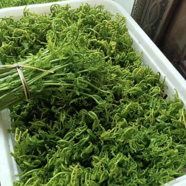 水蕨菜