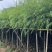 垂柳5-15分低价出售