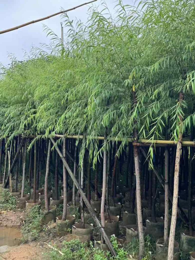 垂柳5-15分低价出售