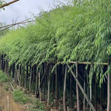 垂柳5-15分低价出售
