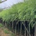 垂柳5-15分低价出售