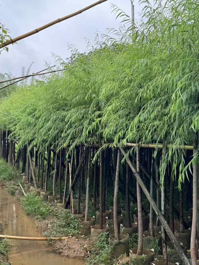 垂柳5-15分低价出售