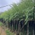 垂柳5-15分低价出售