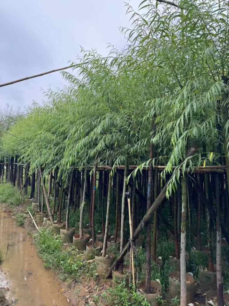 垂柳5-15分低价出售