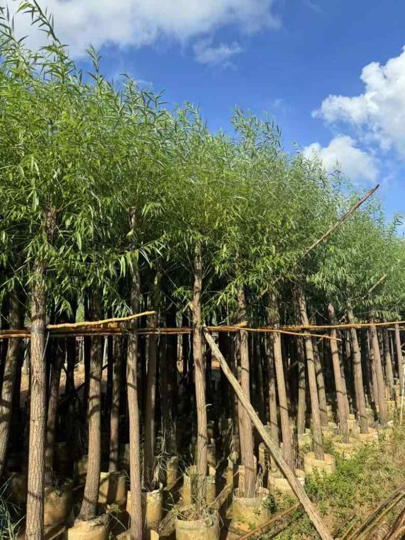 垂柳5-15分低价出售