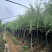垂柳5-15分低价出售